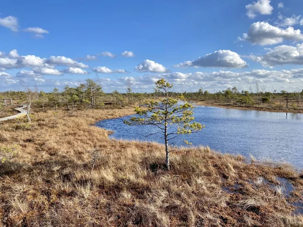 Болотные Пейзажи Осени Национальный Парк Кемери Латвия — стоковое фото