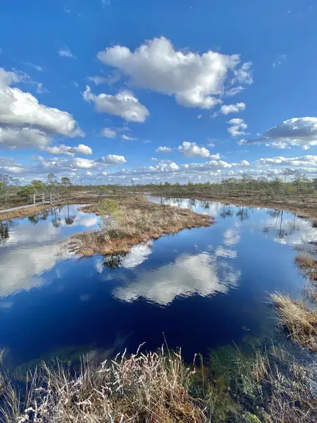 Swamp Autumn National Park Kemeri Latvia Landscapes — Stock Photo, Image