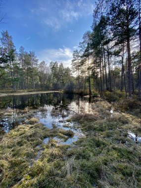 Baltık Denizi ilkbahar sahili plajı Letonya