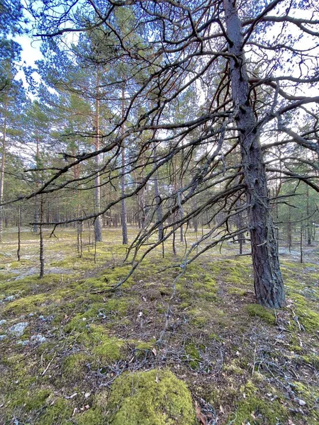 Östersjön Vår Kust Hav Strand Lilaste Lettland — Stockfoto