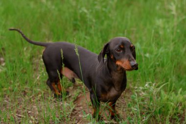 Küçük köpek doğurmak dachshund