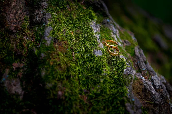 Обручальные кольца на мох — стоковое фото