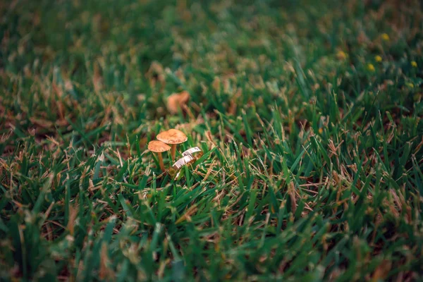 Trouwringen in het gras naast de paddestoelen — Stockfoto