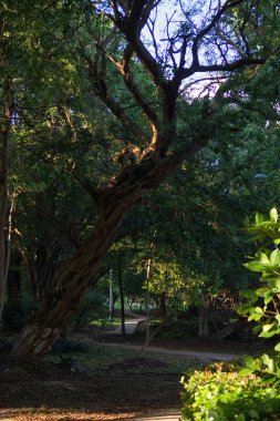 Yeşil park görünümü