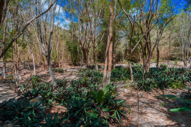 Güneşli yağmur ormanları