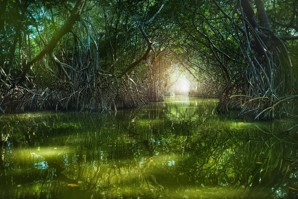 Bosque de manglares junto al lago Ria Celestun — Foto de Stock