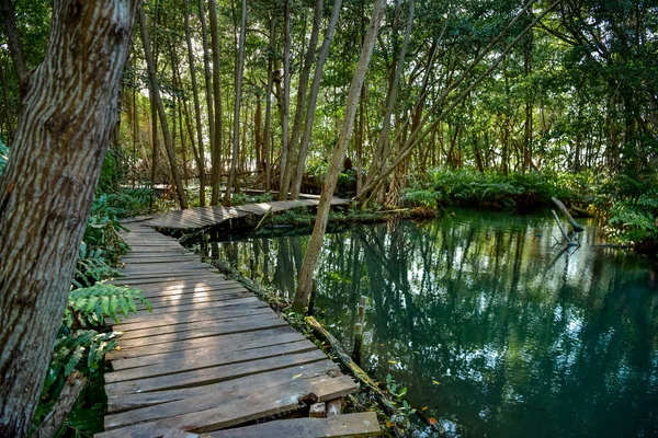 Bosque de manglares junto al lago Ria Celestun — Foto de Stock