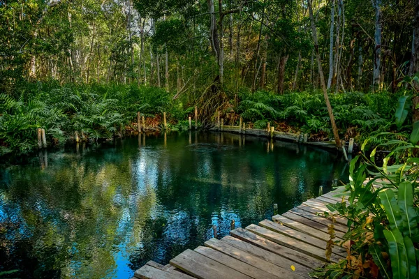 Bosque de manglares junto al lago Ria Celestun — Foto de Stock