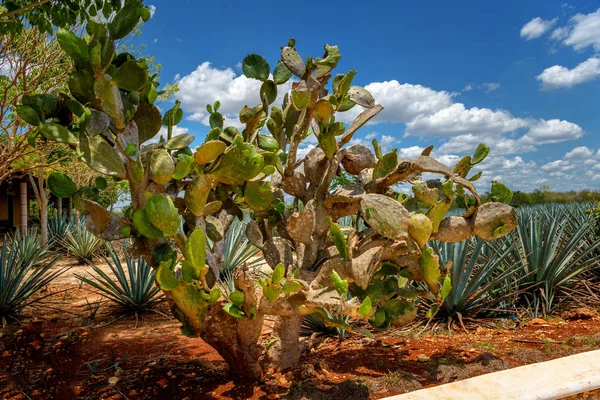 Cactus raksasa di latar belakang — Stok Foto