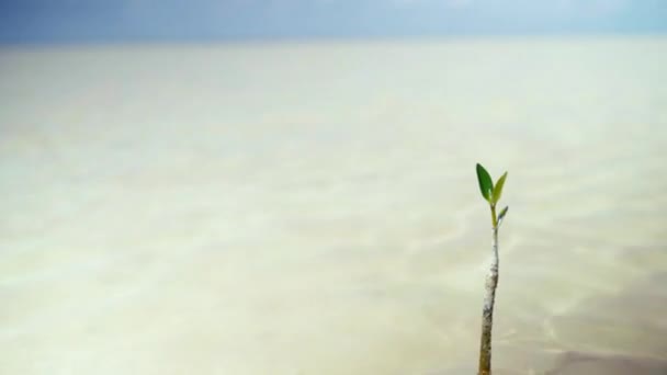 メキシコのラグーンの澄んだ水にある小さなマングローブ — ストック動画