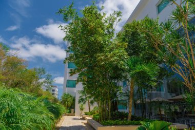 Modern bir binanın yakınındaki tropik bambu çalılığı. Meksika.