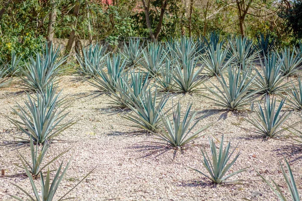 Bidang Agave Ditanam Untuk Pembuatan Tequila — Stok Foto