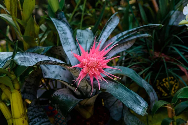 Bromeliad çiçeği botanik bahçesinde çekilmiş. Yakın plan..