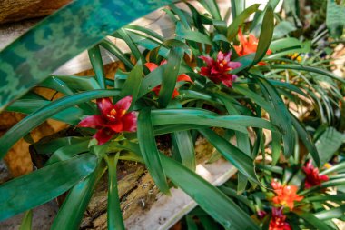 Bromeliad çiçeği botanik bahçesinde çekilmiş. Yakın plan..