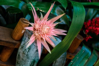 Bromeliad çiçeği botanik bahçesinde çekilmiş. Yakın plan..