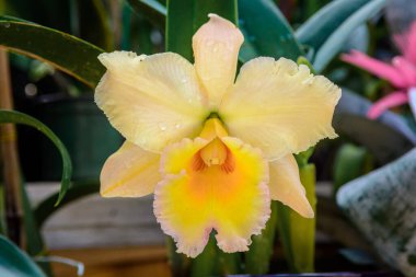 Pembe dallı orkide çiçekleri. Orkideae Phalaenopsis. Güve Orkidesi olarak da bilinir..