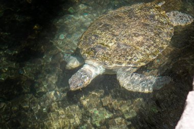 Denizde kocaman bir deniz kaplumbağası..