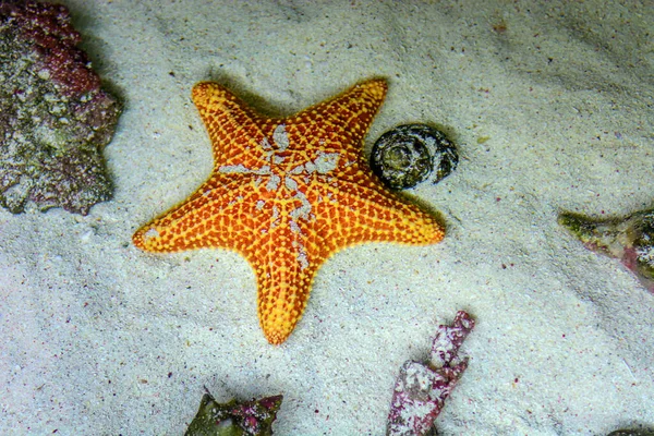 Orangefarbene Seesterne Unter Wasser Auf Sand — Stockfoto