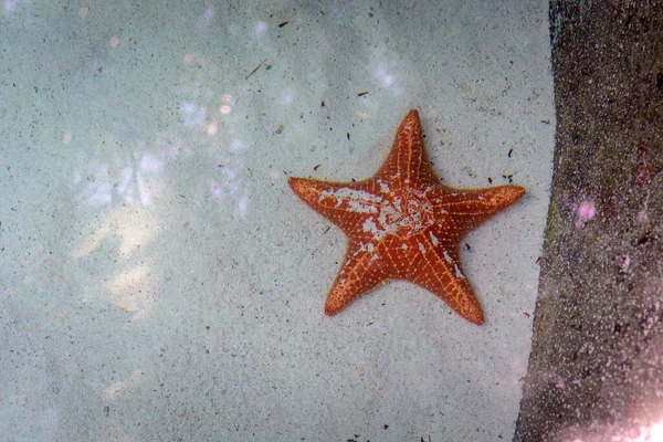 Étoile Mer Orange Sous Marine Sur Sable — Photo