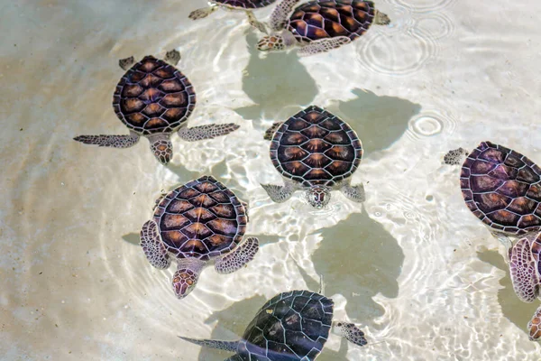 Small sea turtles in a nursery pool.