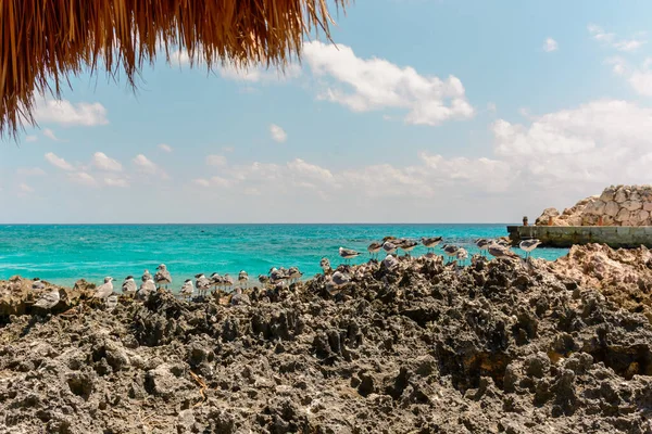 Gaviotas Las Rocas Cerca Del Mar Azul México — Foto de Stock