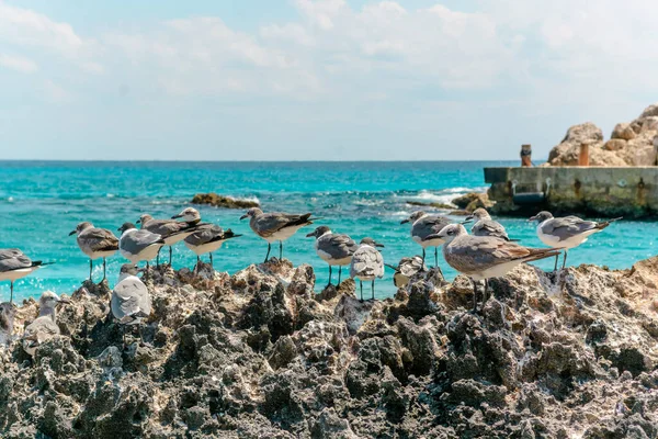 Gaviotas Las Rocas Cerca Del Mar Azul México — Foto de Stock