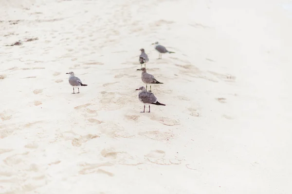 Algumas gaivotas na areia branca arenosa . — Fotografia de Stock