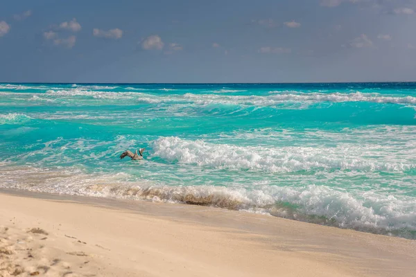 Pantai Laut Pantai Karibia Area Hoteleria Cancun Quintana Roo Mexico Stok Gambar Bebas Royalti