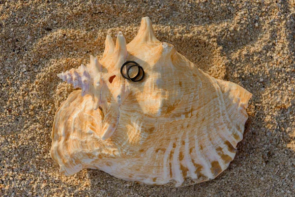 Zwei Schwarze Ringe Liegen Auf Den Eremitenschalen — Stockfoto