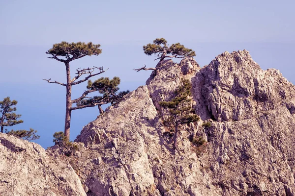 Bäume auf einem Felsen im Berg ai-petri, Krim — Stockfoto