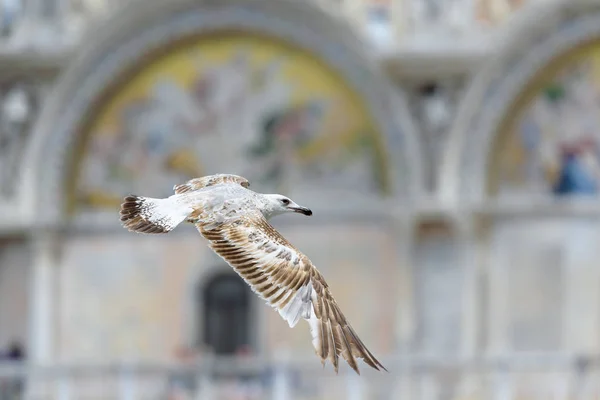 ヴェネツィアのサン ・ マルコ寺院の近くを飛ぶカモメ — ストック写真