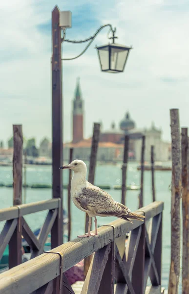 Mewa na stare molo w Wenecja, Włochy — Zdjęcie stockowe