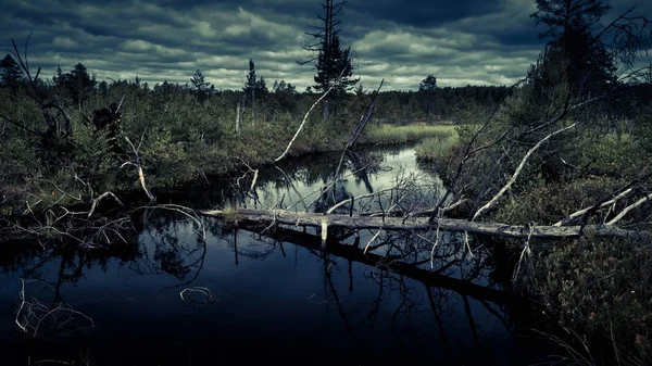 Misterioso bosque nocturno con pantano —  Fotos de Stock