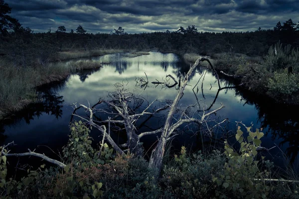 Misteriosa foresta notturna — Foto Stock