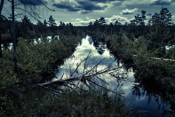 沼の神秘的な夜の森 — ストック写真