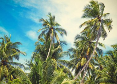 Hindistan cevizi avuç içi Dönencesi