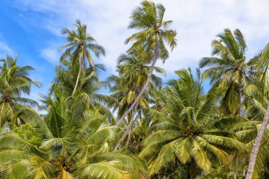 Hindistan cevizi avuç içi Dönencesi