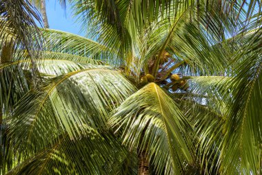 Hindistan cevizi hurma arka plan