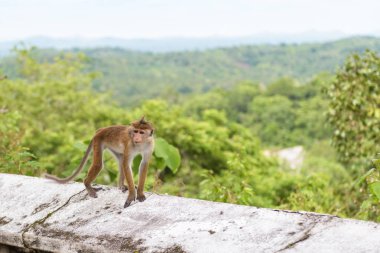 Sri Lanka eski Budist tapınağı maymun açıktır