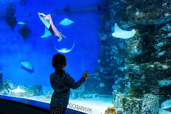 孩子看黄貂鱼在美丽的蓝色水族馆 — 图库照片