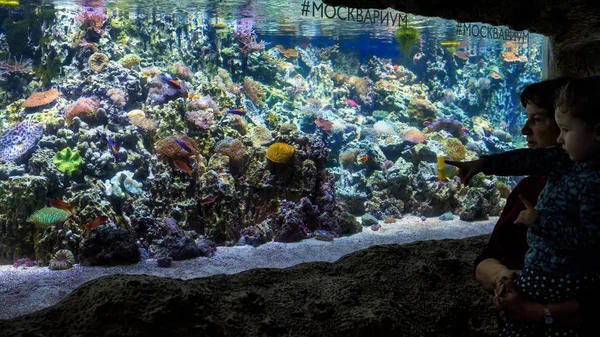 Familjen ser på färgglada koraller i vackra akvarium. — Stockfoto