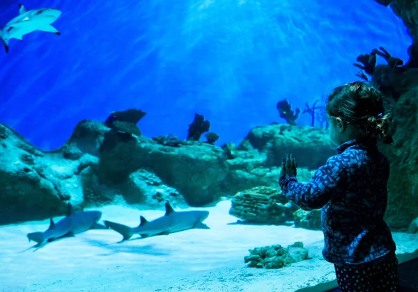 小女孩在美丽的水族馆看鲨鱼 — 图库照片