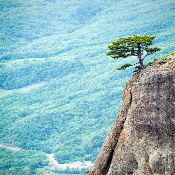 Albero solitario su roccia su montagna di Demerdji, il Crimea — Foto Stock