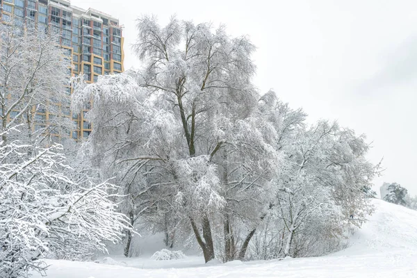 Paisagem de inverno, Moscou, Rússia. Nice árvores nevadas com vista m — Fotografia de Stock