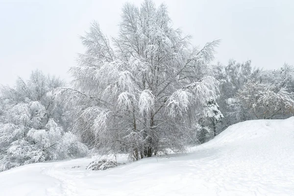 Paisagem de inverno, Moscou, Rússia. Árvores agradáveis coberto neve fresca . — Fotografia de Stock