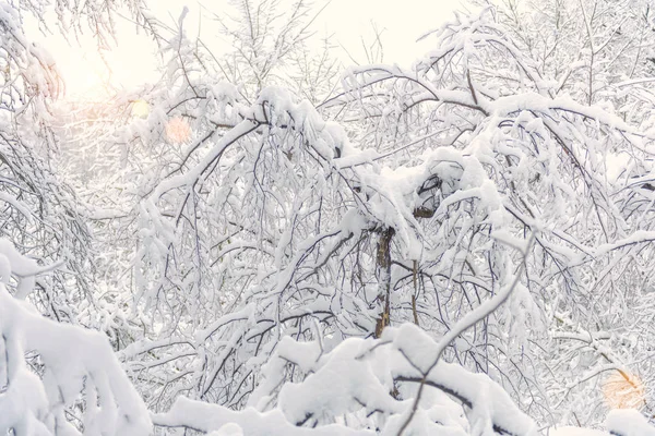 Paesaggio invernale, Mosca, Russia. Bei alberi coperti di neve fresca . — Foto Stock