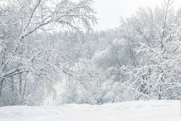 Paesaggio invernale, Mosca, Russia. Panorama di bei alberi coperti — Foto Stock