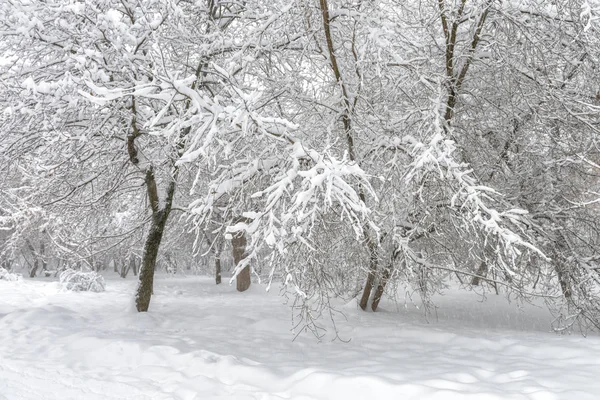 Paesaggio invernale a Mosca, Russia. Parco innevato o foresta per bac — Foto Stock