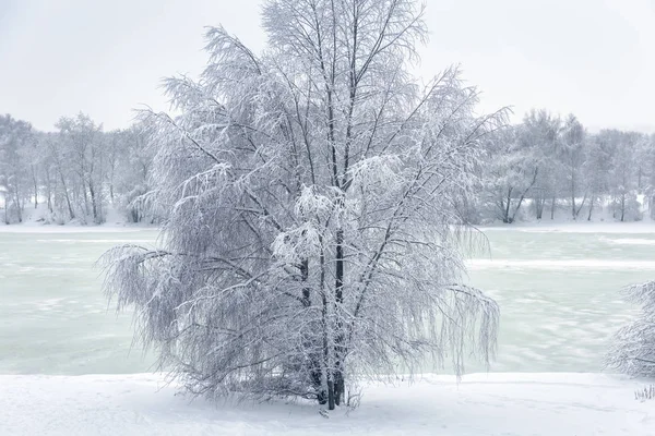 Paisagem de inverno, Rússia. Árvore solitária coberta de neve fresca. Cenário — Fotografia de Stock