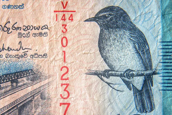 スリランカの通貨は閉鎖されます。50ルピー札のマクロビュー。出退居 — ストック写真